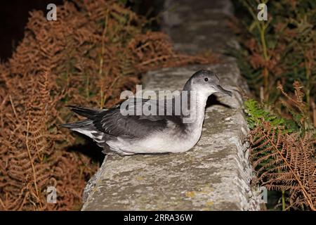 Manx Shearwater a terra di notte a Skokholm Pembrokeshire galles Foto Stock