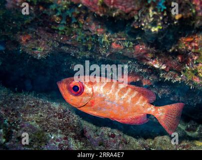 Key largo, Stati Uniti. 4 luglio 2014. Un snapper a occhio di vetro (Heteropriacanthus cruentatus) cerca di nascondersi sotto una sporgenza nel relitto della città di Washington. Il pesce notturno è originario dell'Oceano Atlantico occidentale tropicale e in genere nasconde le ossa del giorno. Come molti altri pesci attivi di notte, il dentice a occhio di vetro è rosso, un colore difficile da vedere di notte. (Foto di Allison Bailey/SOPA Images/Sipa USA) credito: SIPA USA/Alamy Live News Foto Stock