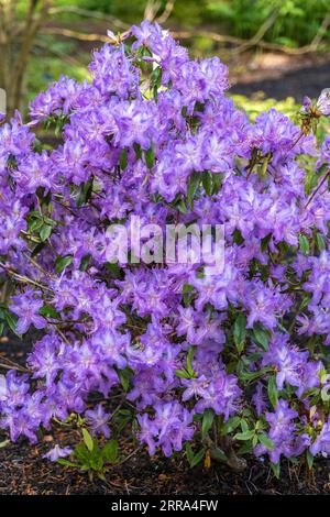 Rhododendron augustinii, il rododendro blu o rododendro di Augustine, pianta in fiore del genere Rhododendron e della famiglia Ericaceae, originaria di Foto Stock