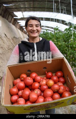 210720 -- URUMQI, 20 luglio 2021 -- Una piantatrice mostra i pomodori appena raccolti in una base agricola costruita con il sostegno di Shanghai della Cina orientale nella contea di Yarkant, nella regione autonoma di Xinjiang Uygur della Cina nord-occidentale, 18 marzo 2020. Xinhua titoli: La Cina riunisce risorse per aiutare lo Xinjiang a raggiungere una prosperità moderata DingxLei PUBLICATIONxNOTxINxCHN Foto Stock