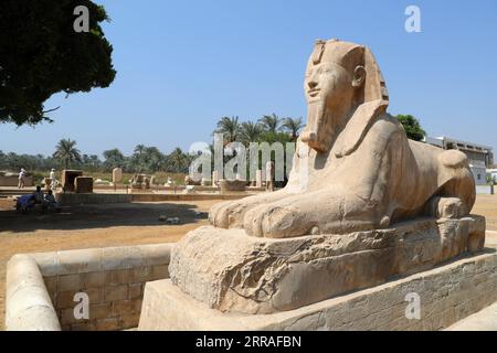 210728 -- CAIRO, 28 luglio 2021 -- foto scattata il 28 luglio 2021 mostra la statua della Sfinge presso le rovine dell'antica città egizia di Memphis, a circa 23 chilometri a sud-ovest dal Cairo, capitale dell'Egitto. Menfi, fondata intorno al 3.100 a.C., fu la capitale dell'antico Egitto durante l'Antico Regno che si estendeva dal 2700-2200 a.C. e rimase una città importante per tutta la storia dell'antico Egitto. Oggi, le rovine dell'ex capitale offrono prove frammentate del suo passato. Insieme alla sua necropoli, i campi piramidali da Giza a Dahshur, Memphis è stata iscritta come patrimonio dell'umanità nel 1979. Il sito è Foto Stock