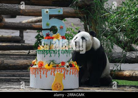 210731 -- MOSCA, 31 luglio 2021 -- il panda gigante Ru Yi si avvicina alla sua torta di compleanno allo zoo di Mosca, capitale della Russia, 31 luglio 2021. Lo zoo di Mosca ha festeggiato il compleanno del panda gigante Ru Yi arrivato dalla Cina nel 2019 per un programma scientifico di 15 anni. Evgeny Sinitsyn RUSSIA-MOSCA-PANDA-COMPLEANNO-CELEBRAZIONE BaixXueqi PUBLICATIONxNOTxINxCHN Foto Stock