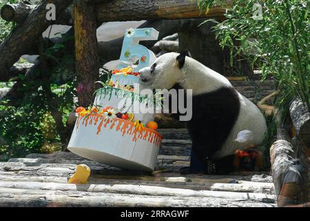 210731 -- MOSCA, 31 luglio 2021 -- panda gigante Ru Yi prende un boccone della sua torta di compleanno allo zoo di Mosca, capitale della Russia, 31 luglio 2021. Lo zoo di Mosca ha festeggiato il compleanno del panda gigante Ru Yi arrivato dalla Cina nel 2019 per un programma scientifico di 15 anni. Evgeny Sinitsyn RUSSIA-MOSCA-PANDA-COMPLEANNO-CELEBRAZIONE BaixXueqi PUBLICATIONxNOTxINxCHN Foto Stock