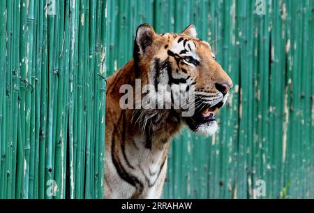 210802 -- NEW DELHI, 2 agosto 2021 -- foto scattata il 1 agosto 2021 mostra una tigre reale del Bengala allo zoo di Delhi in India. Lo zoo di Delhi ha riaperto al pubblico e ha fornito ai visitatori il servizio di prenotazione dei biglietti online. INDIA-NUOVA DELHI-ZOO RIAPERTURA ParthaxSarkar PUBLICATIONxNOTxINxCHN Foto Stock