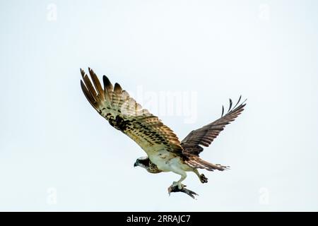 Primo piano di Osprey che trasportano pesci contro il cielo blu isolato Foto Stock