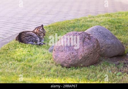 Un vero gatto a righe grigie e due grandi pietre Foto Stock