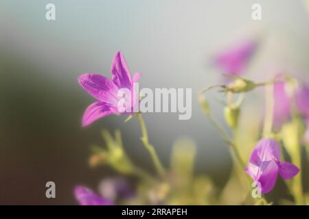 Affascinanti fiori viola prati campanelli azzurri in estate giorno felice Foto Stock