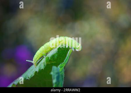 Primo piano di un bruco o larva di una tonalità di angolo di Tarma (Phlogophora meticulosa) alimentazione di foglie in natura. Foto Stock