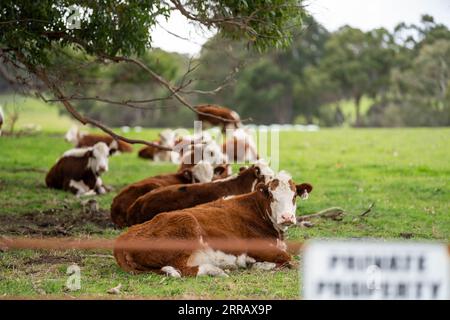 Tori di manzo, mucche e vitelli che pascolano sull'erba in un campo, in Australia. le razze di bestiame includono speckled park, murray grey, angus, brangus e wa Foto Stock