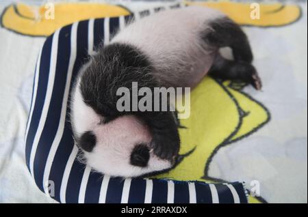 210820 -- XI AN, 20 agosto 2021 -- foto scattata il 20 agosto 2021 mostra un cucciolo di panda gigante al Qinling Giant Panda Research Center nella provincia dello Shaanxi della Cina nord-occidentale. Nel 2021, il centro di ricerca ha assistito alla nascita di quattro cuccioli, che hanno portato il numero di panda giganti di Qinling prigionieri a 36. CHINA-SHAANXI-QINLING-PANDA CUBS CN ZHANGXBOWEN PUBLICATIONXNOTXINXCHN Foto Stock