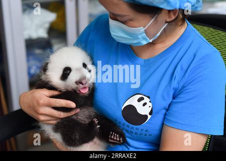 210820 -- XI AN, 20 agosto 2021 -- Un membro dello staff si prende cura di un cucciolo di panda gigante al Qinling Giant Panda Research Center nella provincia dello Shaanxi della Cina nord-occidentale, 20 agosto 2021. Nel 2021, il centro di ricerca ha assistito alla nascita di quattro cuccioli, che hanno portato il numero di panda giganti di Qinling prigionieri a 36. CHINA-SHAANXI-QINLING-PANDA CUBS CN ZHANGXBOWEN PUBLICATIONXNOTXINXCHN Foto Stock