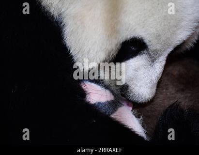 210820 -- XI AN, 20 agosto 2021 -- panda gigante Ya Ya si prende cura del suo bambino al Qinling Giant Panda Research Center nel nord-ovest della Cina nella provincia dello Shaanxi, 20 agosto 2021. Nel 2021, il centro di ricerca ha assistito alla nascita di quattro cuccioli, che hanno portato il numero di panda giganti di Qinling prigionieri a 36. CHINA-SHAANXI-QINLING-PANDA CUBS CN ZHANGXBOWEN PUBLICATIONXNOTXINXCHN Foto Stock