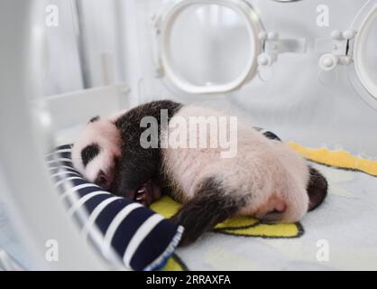 210820 -- XI AN, 20 agosto 2021 -- foto scattata il 20 agosto 2021 mostra un cucciolo di panda gigante al Qinling Giant Panda Research Center nella provincia dello Shaanxi della Cina nord-occidentale. Nel 2021, il centro di ricerca ha assistito alla nascita di quattro cuccioli, che hanno portato il numero di panda giganti di Qinling prigionieri a 36. CHINA-SHAANXI-QINLING-PANDA CUBS CN ZHANGXBOWEN PUBLICATIONXNOTXINXCHN Foto Stock