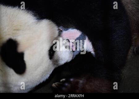 210820 -- XI AN, 20 agosto 2021 -- panda gigante Ya Ya si prende cura del suo bambino al Qinling Giant Panda Research Center nel nord-ovest della Cina nella provincia dello Shaanxi, 20 agosto 2021. Nel 2021, il centro di ricerca ha assistito alla nascita di quattro cuccioli, che hanno portato il numero di panda giganti di Qinling prigionieri a 36. CHINA-SHAANXI-QINLING-PANDA CUBS CN ZHANGXBOWEN PUBLICATIONXNOTXINXCHN Foto Stock