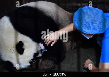 210820 -- XI AN, 20 agosto 2021 -- Un membro dello staff aiuta il panda gigante Ya Ya ad allattare il suo bambino al Qinling Giant Panda Research Center nella provincia dello Shaanxi della Cina nord-occidentale, 20 agosto 2021. Nel 2021, il centro di ricerca ha assistito alla nascita di quattro cuccioli, che hanno portato il numero di panda giganti di Qinling prigionieri a 36. CHINA-SHAANXI-QINLING-PANDA CUBS CN ZHANGXBOWEN PUBLICATIONXNOTXINXCHN Foto Stock