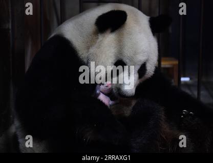 Entertainment Themen der Woche KW33 Entertainment Bilder des Tages 210820 -- XI AN, 20 agosto 2021 -- panda gigante Ya Ya si prende cura del suo bambino al Qinling Giant Panda Research Center nel nord-ovest della Cina nella provincia dello Shaanxi, 20 agosto 2021. Nel 2021, il centro di ricerca ha assistito alla nascita di quattro cuccioli, che hanno portato il numero di panda giganti di Qinling prigionieri a 36. CHINA-SHAANXI-QINLING-PANDA CUBS CN ZHANGXBOWEN PUBLICATIONXNOTXINXCHN Foto Stock