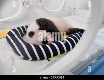 210820 -- XI AN, 20 agosto 2021 -- foto scattata il 20 agosto 2021 mostra un cucciolo di panda gigante al Qinling Giant Panda Research Center nella provincia dello Shaanxi della Cina nord-occidentale. Nel 2021, il centro di ricerca ha assistito alla nascita di quattro cuccioli, che hanno portato il numero di panda giganti di Qinling prigionieri a 36. CHINA-SHAANXI-QINLING-PANDA CUBS CN ZHANGXBOWEN PUBLICATIONXNOTXINXCHN Foto Stock