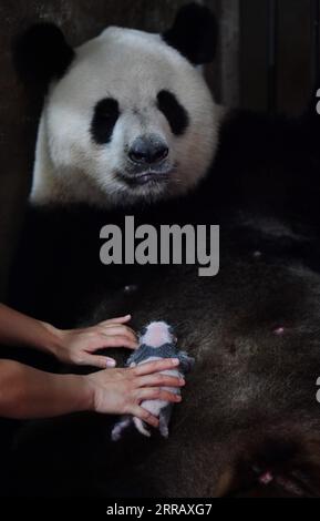 210820 -- XI AN, 20 agosto 2021 -- Un membro dello staff aiuta il panda gigante Ya Ya ad allattare il suo bambino al Qinling Giant Panda Research Center nella provincia dello Shaanxi della Cina nord-occidentale, 20 agosto 2021. Nel 2021, il centro di ricerca ha assistito alla nascita di quattro cuccioli, che hanno portato il numero di panda giganti di Qinling prigionieri a 36. CHINA-SHAANXI-QINLING-PANDA CUBS CN ZHANGXBOWEN PUBLICATIONXNOTXINXCHN Foto Stock