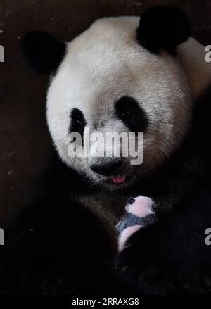 210820 -- XI AN, 20 agosto 2021 -- panda gigante Ya Ya si prende cura del suo bambino al Qinling Giant Panda Research Center nel nord-ovest della Cina nella provincia dello Shaanxi, 20 agosto 2021. Nel 2021, il centro di ricerca ha assistito alla nascita di quattro cuccioli, che hanno portato il numero di panda giganti di Qinling prigionieri a 36. CHINA-SHAANXI-QINLING-PANDA CUBS CN ZHANGXBOWEN PUBLICATIONXNOTXINXCHN Foto Stock