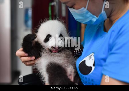 210820 -- XI AN, 20 agosto 2021 -- Un membro dello staff si prende cura di un cucciolo di panda gigante al Qinling Giant Panda Research Center nella provincia dello Shaanxi della Cina nord-occidentale, 20 agosto 2021. Nel 2021, il centro di ricerca ha assistito alla nascita di quattro cuccioli, che hanno portato il numero di panda giganti di Qinling prigionieri a 36. CHINA-SHAANXI-QINLING-PANDA CUBS CN ZHANGXBOWEN PUBLICATIONXNOTXINXCHN Foto Stock