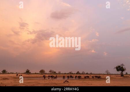 Una grande mandria di elefanti africani può essere vista al tramonto nel Parco Nazionale di Hwange dello Zimbabwe. Elefante, Loxodonta africana, famiglia, branco, allevarla Foto Stock