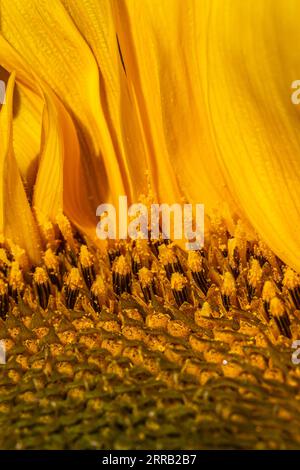 Un primo piano di una parte di un girasole in fiore, in una soleggiata giornata estiva Foto Stock