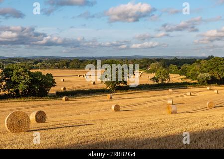 Guardando un campo di balle di paglia in una serata di sole nel Sussex Foto Stock