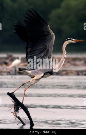 210912 -- GIACARTA, 12 settembre 2021 -- Un airone grigio è visto sulla costa di Giacarta, Indonesia, 12 settembre 2021. La zona costiera di Giacarta è un habitat per gli uccelli acquatici. Foto di /Xinhua INDONESIA-JAKARTA-WATER BIRDS DedyxIstanto PUBLICATIONxNOTxINxCHN Foto Stock