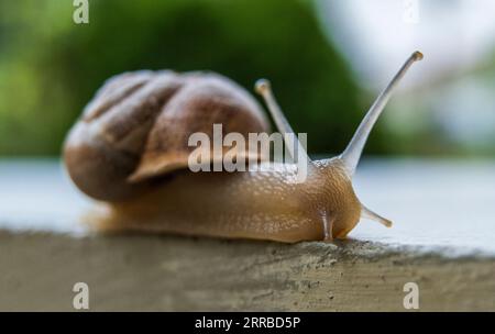 Primo piano accattivante: Una delicata lumaca che strizza con grazia su una pietra intemprata Foto Stock