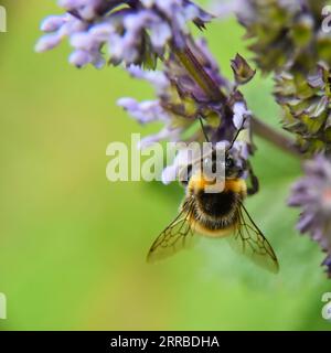 Primo piano di un'ape che ronza vicino a un fiore giallo, raccogliendo il nettare dai suoi petali aperti Foto Stock
