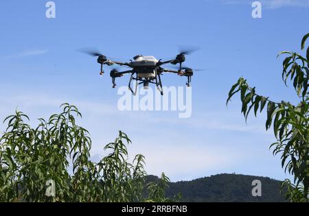 210919 -- PECHINO, 19 settembre 2021 -- Un drone spruzza fertilizzante in Future Orchard nel villaggio Xiying di Yukou Township nel distretto di Pinggu di Pechino, capitale della Cina, 25 agosto 2021. Future Orchard è un frutteto high-tech fondato dal governo locale con la China Agricultural University e altre imprese. Il frutteto ha un laboratorio e quattro ettari di terreno con peschi e kiwi. Con l'aiuto di un sistema di monitoraggio intelligente per l'analisi dei dati, la gestione accurata e la diagnosi visiva dell'ambiente degli alberi da frutto, il frutteto migliora l'efficienza di impianto, la resa dei frutti e quali Foto Stock