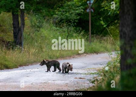 I cuccioli di orso marsicani, specie protetta tipica dell'Italia centrale. Animali selvatici nel loro habitat naturale, in Abruzzo. Foto Stock