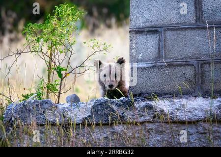 I cuccioli di orso marsicani, specie protetta tipica dell'Italia centrale. Animali selvatici nel loro habitat naturale, in Abruzzo. Foto Stock