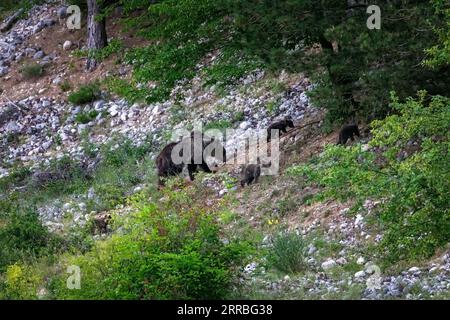 Orso marsicano, una specie tipica dell'Italia centrale. Un orso madre con i suoi cuccioli cammina tra la vegetazione nel suo habitat naturale, nella regione abruzzese Foto Stock