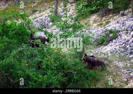 Orso marsicano, specie protetta tipica dell'Italia centrale. Una madre dell'orso con i suoi cuccioli che arrampicano un'alimentazione dell'albero di ciliegio sul loro habitat naturale nella A. Foto Stock