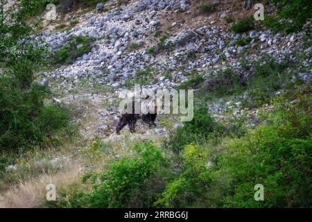 Orso marsicano, specie protetta tipica dell'Italia centrale. Un orso femminile si muove tra la vegetazione nel suo habitat naturale, nella regione abruzzese di Foto Stock