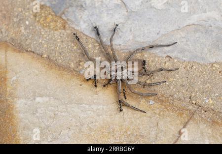 Formiche nere che trascinano un ragno di lupo morto nel loro nido. Foto Stock