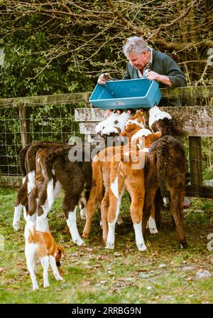 210921 -- AUCKLAND, 21 settembre 2021 -- Un agricoltore nutre i vitelli con latte nella cittadina di Fox Glacier in nuova Zelanda, 11 settembre 2021. La città più grande della nuova Zelanda, Auckland, allenterà le restrizioni spostandosi al livello di allerta COVID-19 3 alle 23:59 di martedì per almeno due settimane, poiché il paese ha segnalato 22 nuovi casi nella comunità Delta lunedì. La città è rimasta al livello 4, il blocco COVID-19 di alto livello, per più di 30 giorni, più del blocco dello scorso anno, con scuole e imprese non essenziali chiuse. Il resto del paese rimarrà al livello di allerta 2, il che significa che le imprese e le scuole lo sono Foto Stock