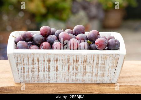 I dannati britannici maturi sono appena stati prelevati da un albero di dannazione selvaggio Prunus domestica. Le dannoni sono mostrate in una scatola di legno pronta per la produzione di marmellate Foto Stock