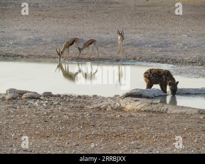 210926 -- ETOSHA NAMIBIA, 26 settembre 2021 -- Una iena e springboks bevono acqua in un pozzo d'acqua al Parco Nazionale di Etosha nella Namibia nordoccidentale il 24 settembre 2021. Foto di /Xinhua NAMIBIA-ETOSHA-NATIONAL PARK-ANIMALS MusaxCxKaseke PUBLICATIONxNOTxINxCHN Foto Stock