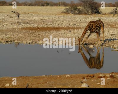 210926 -- ETOSHA NAMIBIA, 26 settembre 2021 -- Una giraffa beve acqua in un pozzo d'acqua al Parco Nazionale di Etosha nella Namibia nordoccidentale il 25 settembre 2021. Foto di /Xinhua NAMIBIA-ETOSHA-NATIONAL PARK-ANIMALS MusaxCxKaseke PUBLICATIONxNOTxINxCHN Foto Stock