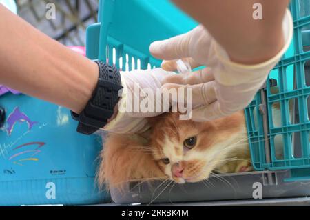 210927 -- GIACARTA, 27 settembre 2021 -- Un gatto domestico riceve un vaccino antirabbico gratuito a Giacarta, Indonesia, 27 settembre 2021. La giornata mondiale della rabbia si celebra il 28 settembre per sensibilizzare sulla prevenzione della rabbia negli animali da compagnia. INDONESIA-GIACARTA-PET-RABBIA-VACCINAZIONE Zulkarnain PUBLICATIONxNOTxINxCHN Foto Stock