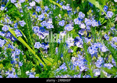 Germander Speedwell (veronica chamaedrys), primo piano di una massa della pianta comune a fiori blu che cresce attraverso il sottobosco. Foto Stock