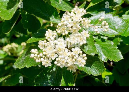 Whitebeam (sorbus aria), primo piano di uno spruzzo di fiori bianchi che crescono alla fine di un ramo dell'albero in primavera. Foto Stock