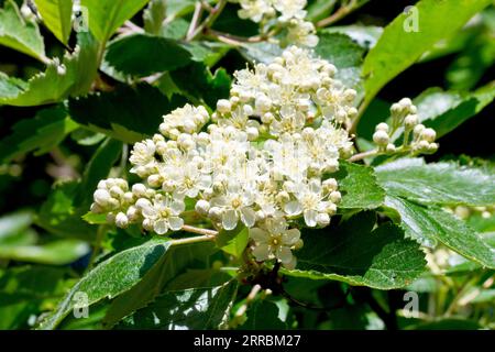 Whitebeam (sorbus aria), primo piano di uno spruzzo di fiori bianchi che crescono alla fine di un ramo dell'albero in primavera. Foto Stock