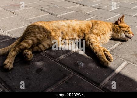 Essaouira, Marocco - 22 agosto 2023 gatto domestico che vive per le strade di Essaouira, la città ha un'architettura araba stretta e tortuosa tipica dell'orien Foto Stock