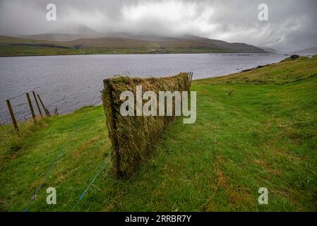 L’erba che si asciuga come foraggio invernale per le pecore delle Isole Faroe. Foto Stock