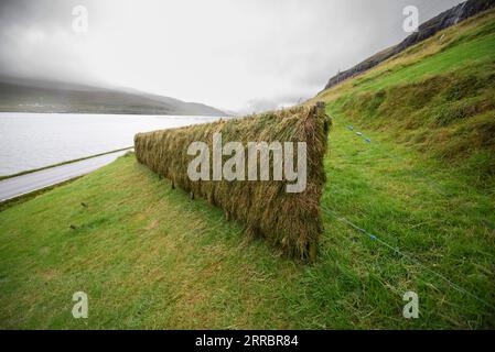 L’erba che si asciuga come foraggio invernale per le pecore delle Isole Faroe. Foto Stock