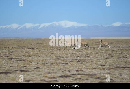 211004 -- HOH XIL, 4 ottobre 2021 -- foto scattata il 28 settembre 2021 mostra le antilopi tibetane che corrono nella riserva naturale nazionale di Hoh Xil nella provincia del Qinghai della Cina nordoccidentale. Negli ultimi anni, la riserva naturale nazionale di Hoh Xil, patrimonio dell'umanità nella provincia del Qinghai della Cina nord-occidentale, ha continuamente rafforzato la sua protezione, limitando efficacemente il bracconaggio delle antilopi tibetane. La popolazione di antilopi tibetani nella riserva è aumentata da meno di 20.000 a più di 70.000, e la grande migrazione di antilopi tibetani riappare sull'altopiano Qinghai-Tibet. CHINA-QINGHAI-HOH XIL-T. Foto Stock