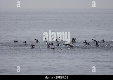 Le Croisic, Francia. 7 settembre 2023. Uccelli nel sito di sperimentazione SEM-Rev al largo di le Croisic, Francia occidentale, il 7 settembre 2023. Foto di Raphael Lafargue/ABACAPRESS.COM Credit: Abaca Press/Alamy Live News Foto Stock
